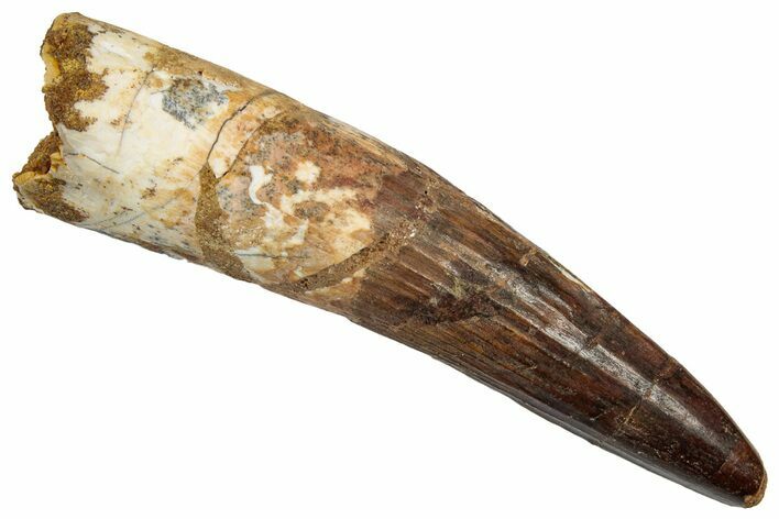 Fossil Spinosaurus Tooth - Real Dinosaur Tooth #345483